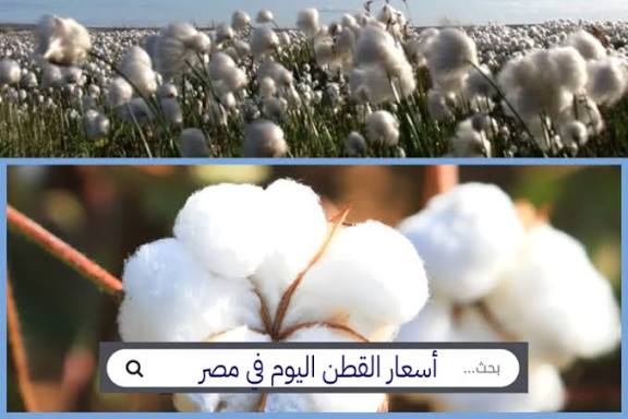 رقم قياسي جديد.. سعر قنطار القطن اليوم يصل إلى 9500 جنيه في المحافظات الأربعاء 10 ديسمبر 2025