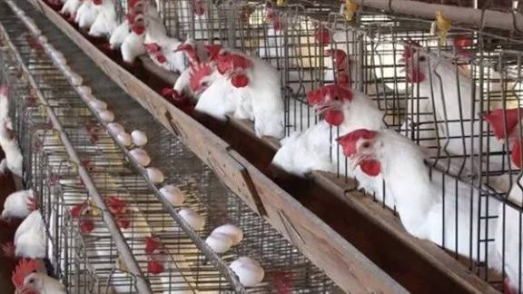 بورصة الدواجن أسعار الفراخ البيضاء بكام النهارده؟ مفاجأة مع أول أيام 2026 في أسعار الدواجن والبيض اليوم الخميس 1 يناير