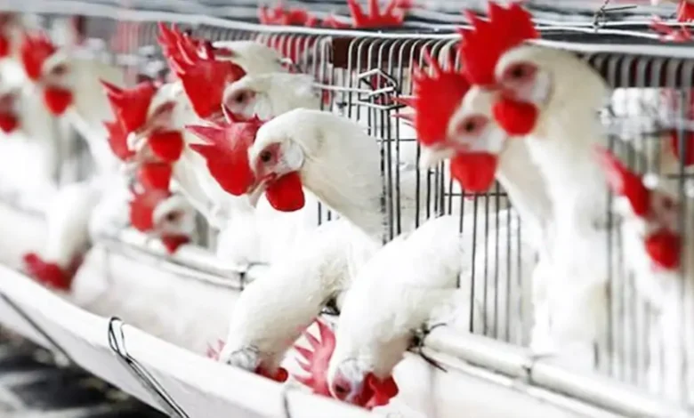 بورصة الدواجن بكام الفراخ البيضاء النهارده؟.. أسعار الدواجن والبيض في أسواق وبورصة الدواجن اليوم الإثنين 12 يناير 2026 بالتفصيل للمستهلك والتاجر