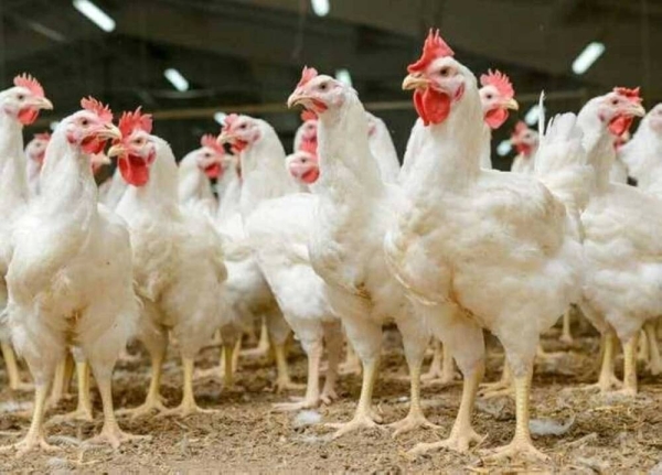 بورصة الدواجن ارتفاع أسعار الفراخ البيضاء اليوم الأحد 11 يناير 2026 في مصر.. أسعار الدواجن البيضاء والبلدي والبانيه والفرخة الكاملة الآن